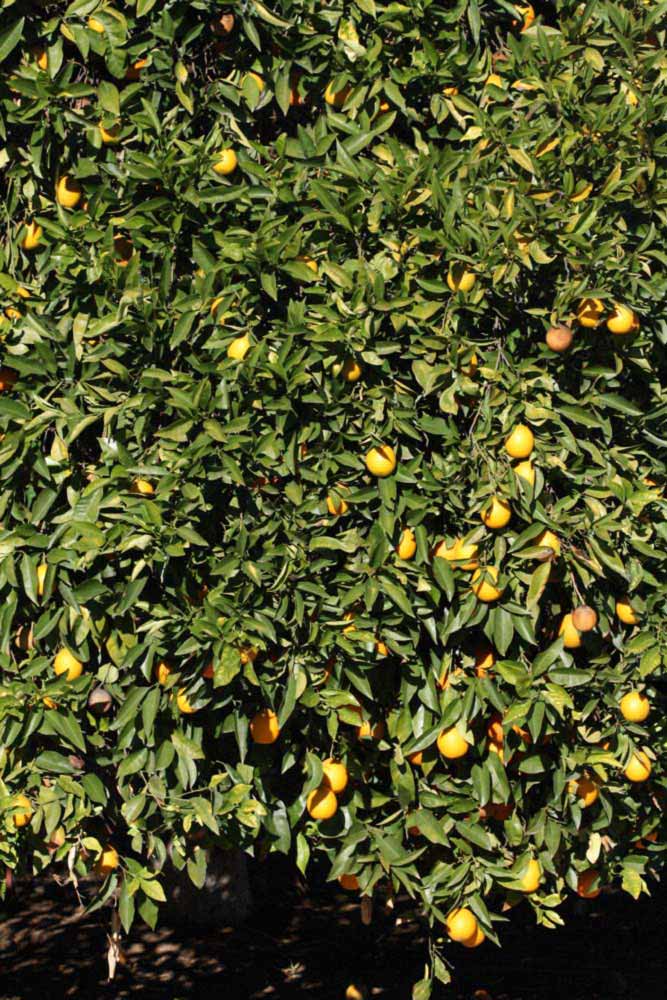            Habit (Riverside, CA)   